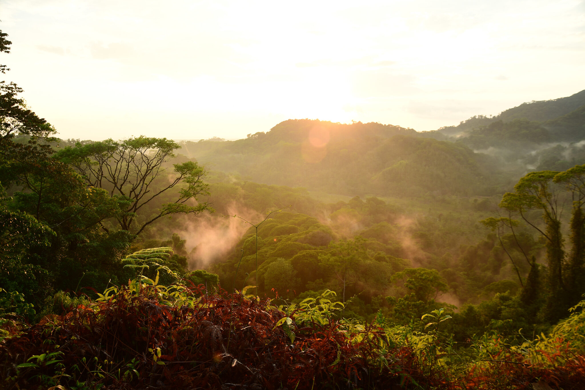 a mountain jungle overlook at sunset