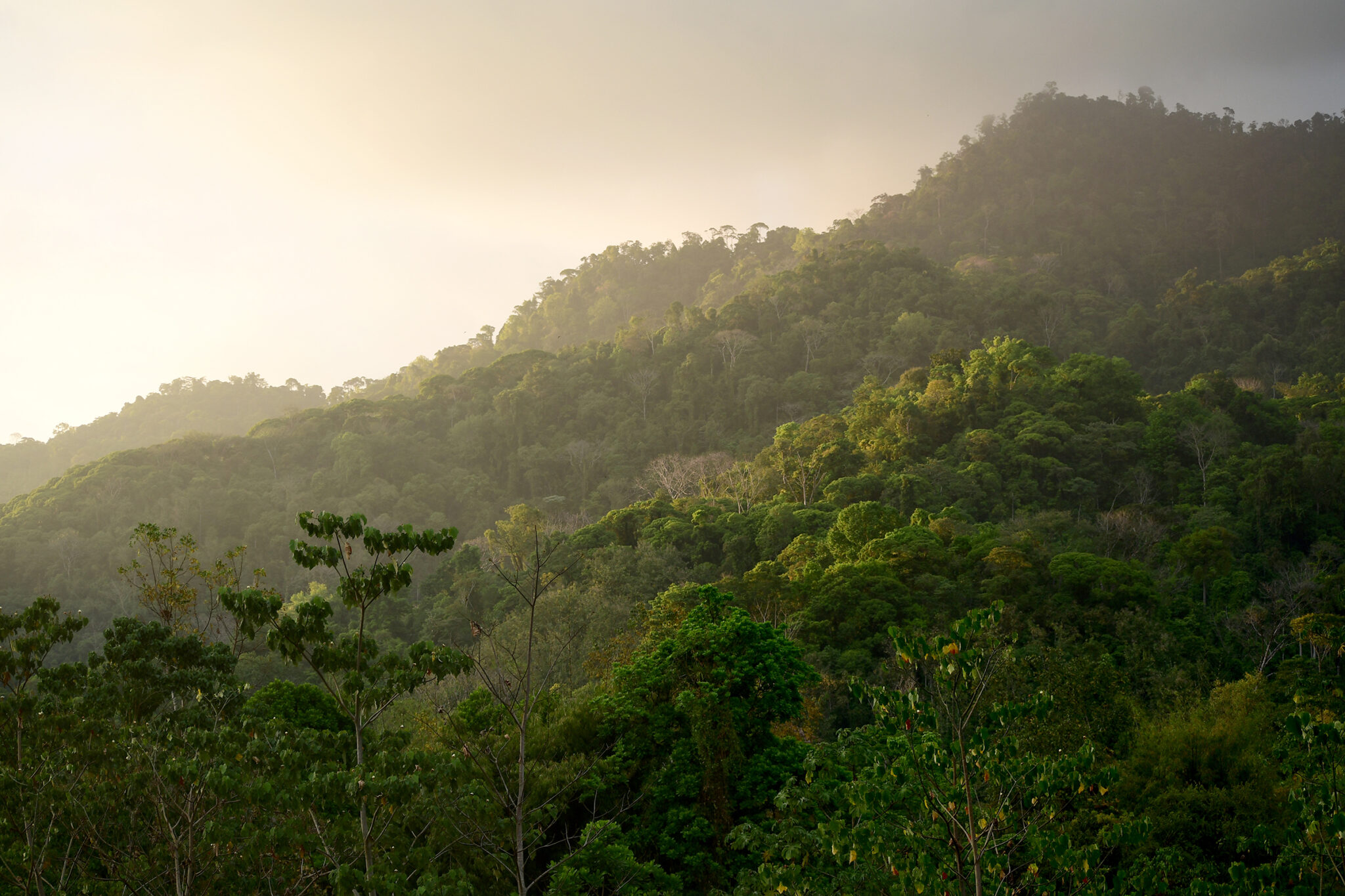 rainforest-covered mountains at sunset